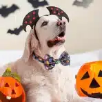 Halloween Ovratnica za Pse z Metuljčkom - slika 3