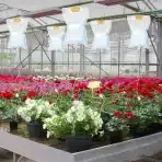 Yimomoyi – Avtomatski namakalni set za rastline 3,5 L,  5 kosov - slika 5